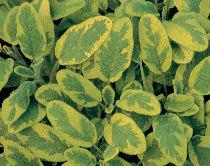 'Icterina' Golden Leaf Sage - Salvia officinalis from Tidal Roots Garden Center 'Icterina' Golden Leaf Sage - Salvia officinalis from Tidal Roots Garden Center