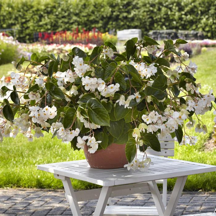 Dragon Wing® 'White' - Begonia from Tidal Roots Garden Center Dragon Wing® 'White' - Begonia from Tidal Roots Garden Center