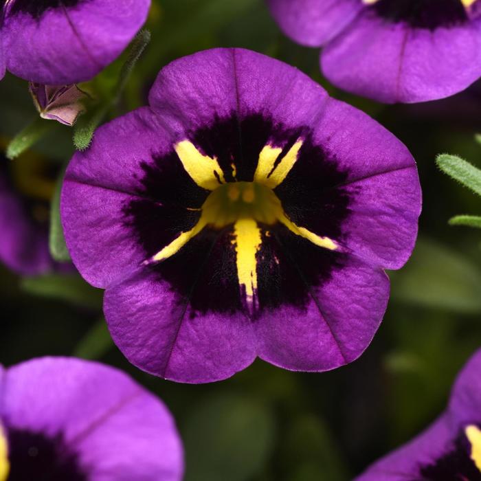 Cabaret® 'Midnight Kiss' - Calibrachoa (Trailing Petunia) from Tidal Roots Garden Center Cabaret® 'Midnight Kiss' - Calibrachoa (Trailing Petunia) from Tidal Roots Garden Center
