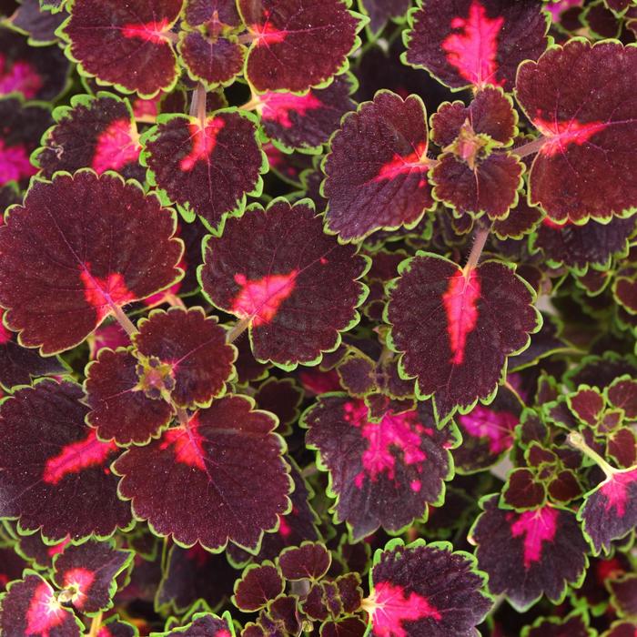 TrailBlazer™ 'Road Trip' - coleus scutellarioides from Tidal Roots Garden Center TrailBlazer™ 'Road Trip' - coleus scutellarioides from Tidal Roots Garden Center