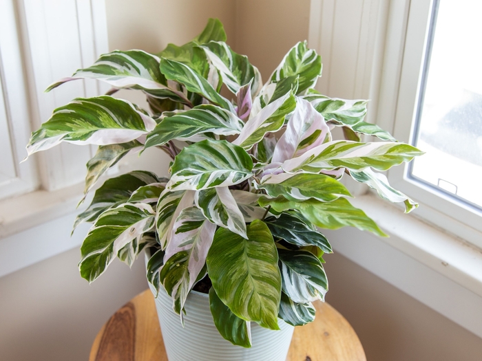 'White Fusion' - Calathea lietzei from Tidal Roots Garden Center 'White Fusion' - Calathea lietzei from Tidal Roots Garden Center