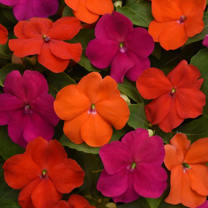 Beacon® 'Sanibel Mix' - Impatiens walleriana from Tidal Roots Garden Center Beacon® 'Sanibel Mix' - Impatiens walleriana from Tidal Roots Garden Center