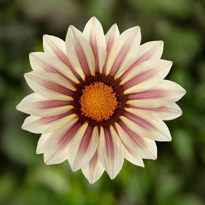 Kiss™ 'White Flame' - Gazania rigens from Tidal Roots Garden Center Kiss™ 'White Flame' - Gazania rigens from Tidal Roots Garden Center