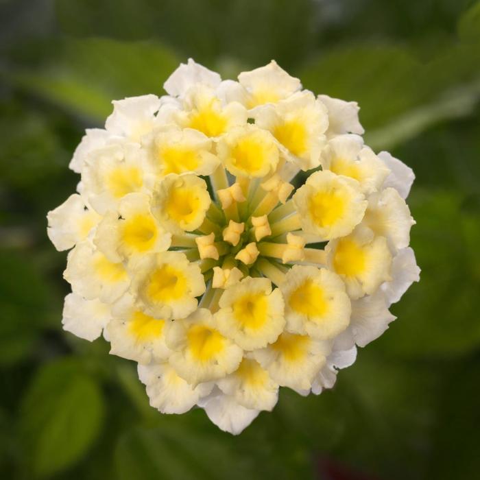 Bandolista™ 'Coconut' - Lantana camara from Tidal Roots Garden Center Bandolista™ 'Coconut' - Lantana camara from Tidal Roots Garden Center