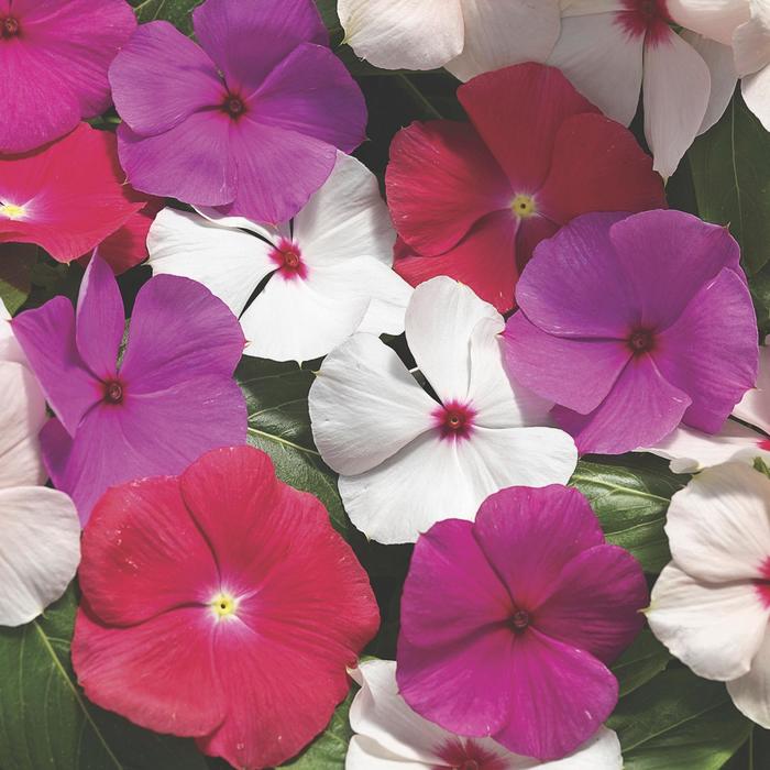 Cora® Cascade XDR Mix - Catharanthus roseus (Annual Vinca; Periwinkle) from Tidal Roots Garden Center