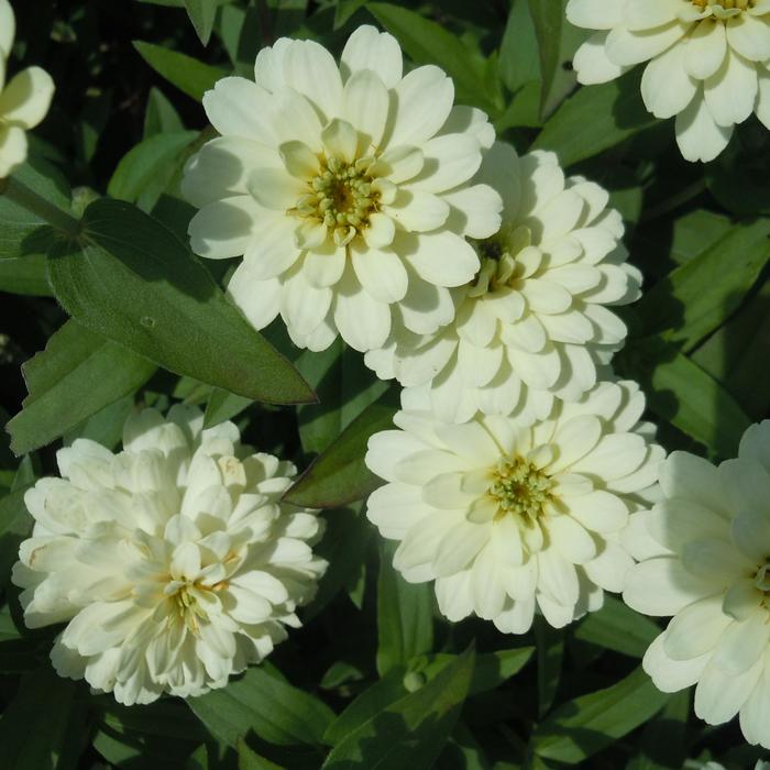 Zydeco™ White - Zinnia marylandica from Tidal Roots Garden Center Zydeco™ White - Zinnia marylandica from Tidal Roots Garden Center