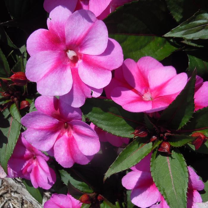 SunPatiens® Purple Candy - Impatiens from Tidal Roots Garden Center