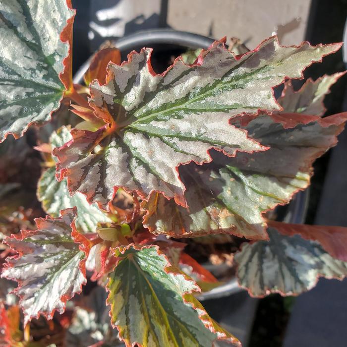 'Looking Glass' - Begonia from Tidal Roots Garden Center 'Looking Glass' - Begonia from Tidal Roots Garden Center