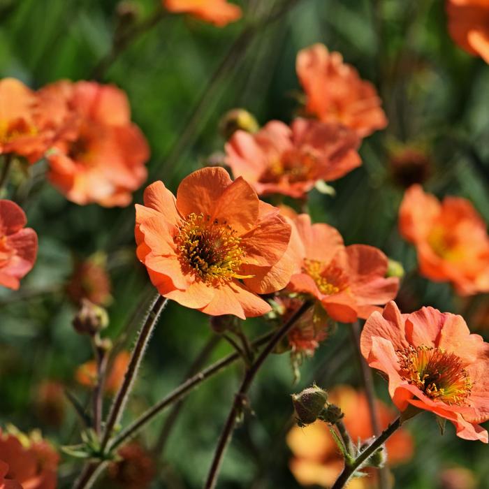 'Totally Tangerine' Avens - Geum from Tidal Roots Garden Center
