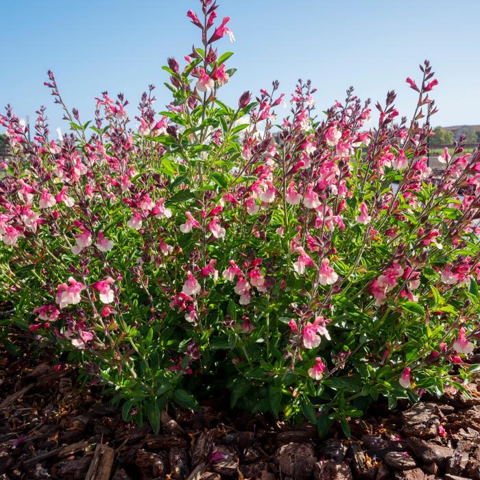 VIBE® 'Ignition Sunrise' - Salvia x jamensis from Tidal Roots Garden Center VIBE® 'Ignition Sunrise' - Salvia x jamensis from Tidal Roots Garden Center