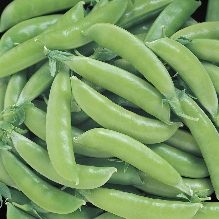 'Super Snap' Pea - Pisum sativum from Tidal Roots Garden Center 'Super Snap' Pea - Pisum sativum from Tidal Roots Garden Center