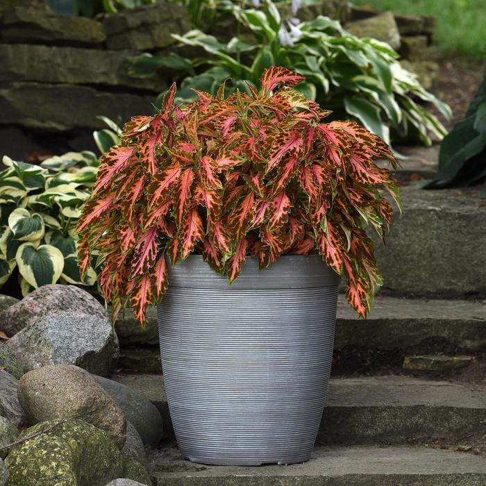 'Coral Candy' Premium Sun Coleus - Coleus scutellarioides from Tidal Roots Garden Center 'Coral Candy' Premium Sun Coleus - Coleus scutellarioides from Tidal Roots Garden Center