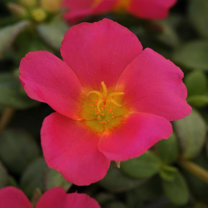 RioGrande™ Magenta - Portulaca oleracea (Purslane) from Tidal Roots Garden Center RioGrande™ Magenta - Portulaca oleracea (Purslane) from Tidal Roots Garden Center