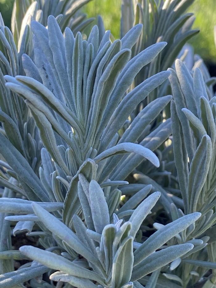 Lavender - Lavandula x intermedia from Tidal Roots Garden Center Lavender - Lavandula x intermedia from Tidal Roots Garden Center