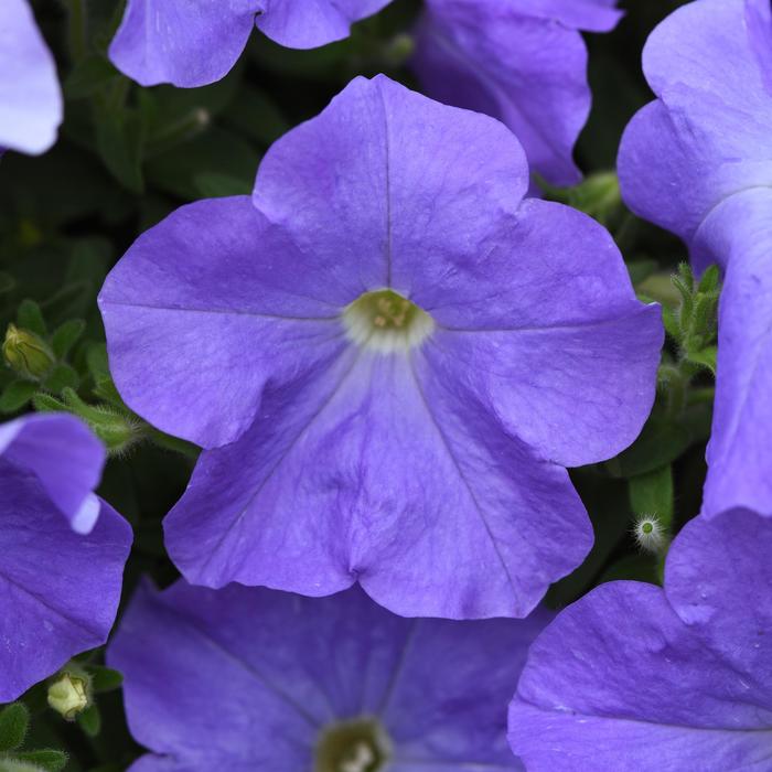 E3 Easy Wave® 'Blue Sky' - Petunia from Tidal Roots Garden Center E3 Easy Wave® 'Blue Sky' - Petunia from Tidal Roots Garden Center