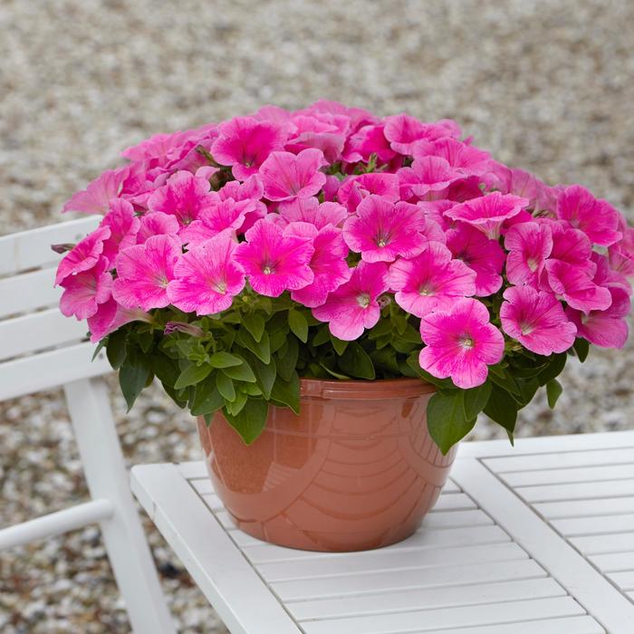 E3 Easy Wave® 'Pink Cosmo' - Petunia from Tidal Roots Garden Center E3 Easy Wave® 'Pink Cosmo' - Petunia from Tidal Roots Garden Center