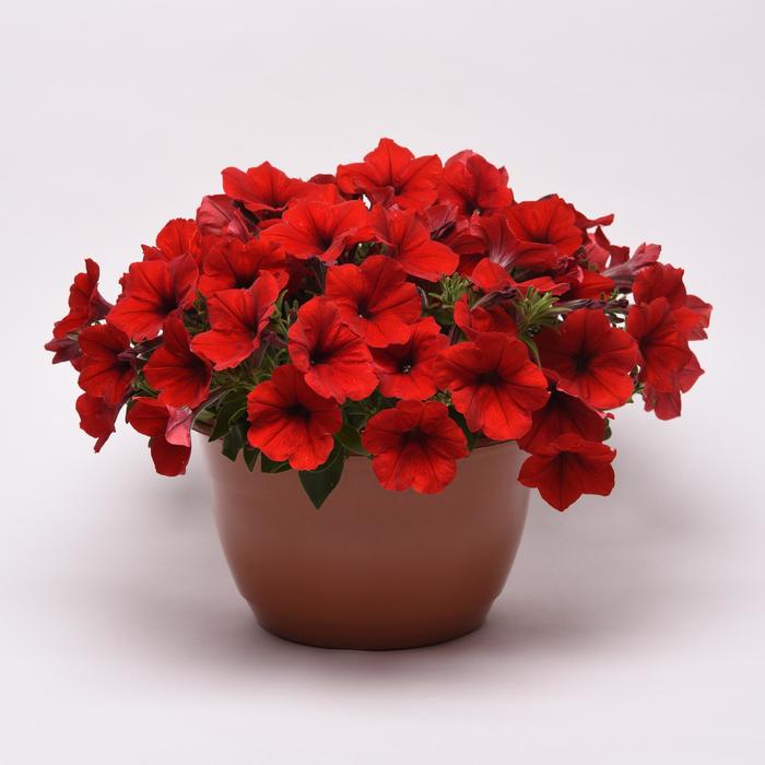 E3 Easy Wave® 'Red' - Petunia from Tidal Roots Garden Center E3 Easy Wave® 'Red' - Petunia from Tidal Roots Garden Center
