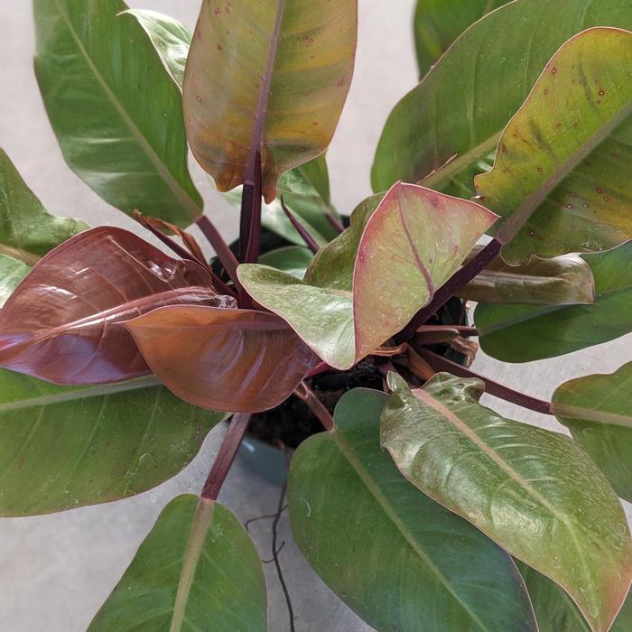 'McColley's Finale' - Philodendron from Tidal Roots Garden Center 'McColley's Finale' - Philodendron from Tidal Roots Garden Center
