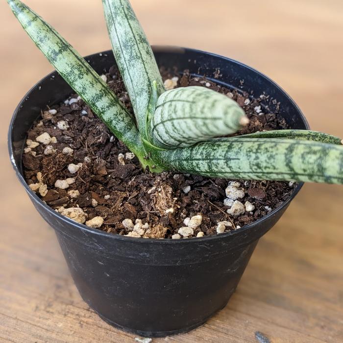 'Starfish' Snake Plant - Sansevieria cylindrica from Tidal Roots Garden Center 'Starfish' Snake Plant - Sansevieria cylindrica from Tidal Roots Garden Center