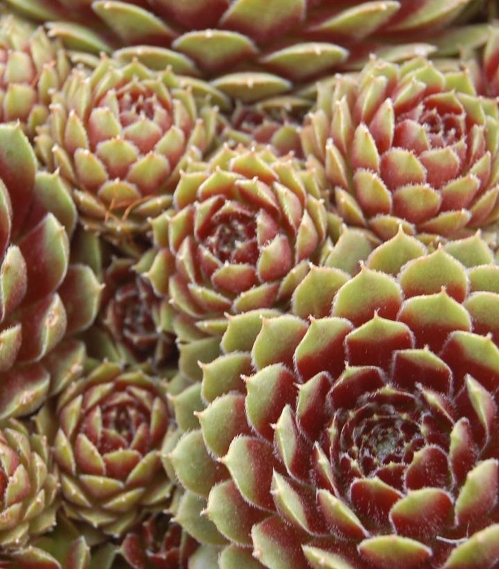 'Pilioseum' Hen and Chicks - Sempervivum from Tidal Roots Garden Center 'Pilioseum' Hen and Chicks - Sempervivum from Tidal Roots Garden Center