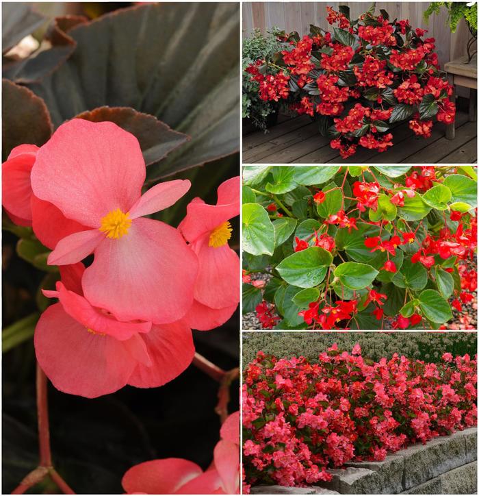 Begonia - Begonia x benariensis from Tidal Roots Garden Center Begonia - Begonia x benariensis from Tidal Roots Garden Center