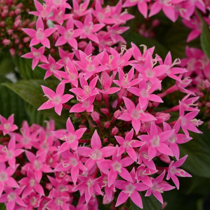Lucky Star™ 'Deep Pink' - Pentas lanceolata (Egyptian Starcluster) from Tidal Roots Garden Center Lucky Star™ 'Deep Pink' - Pentas lanceolata (Egyptian Starcluster) from Tidal Roots Garden Center