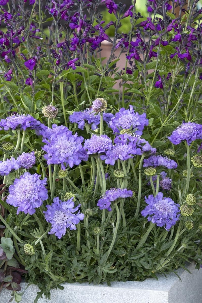 Giga™ 'Blue' - Scabiosa columbaria (Pincushion Flower) from Tidal Roots Garden Center Giga™ 'Blue' - Scabiosa columbaria (Pincushion Flower) from Tidal Roots Garden Center