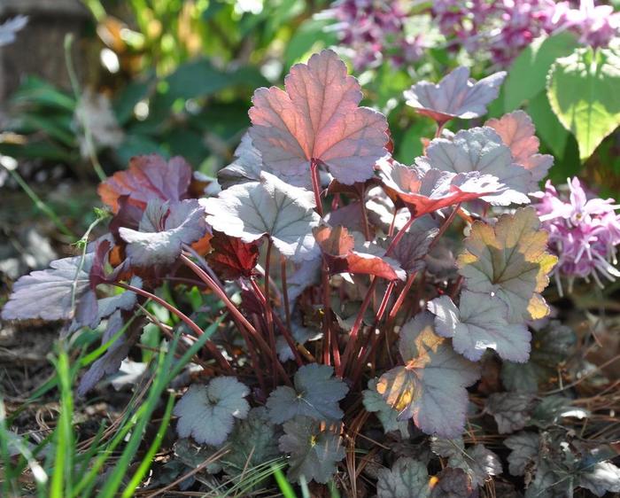'Stainless Steel' Coral Bells - Heuchera from Tidal Roots Garden Center 'Stainless Steel' Coral Bells - Heuchera from Tidal Roots Garden Center