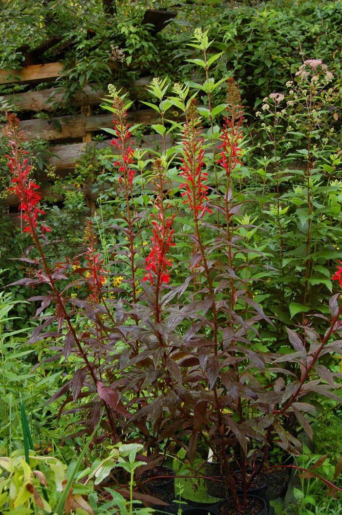 'Black Truffle' - Lobelia cardinalis from Tidal Roots Garden Center 'Black Truffle' - Lobelia cardinalis from Tidal Roots Garden Center