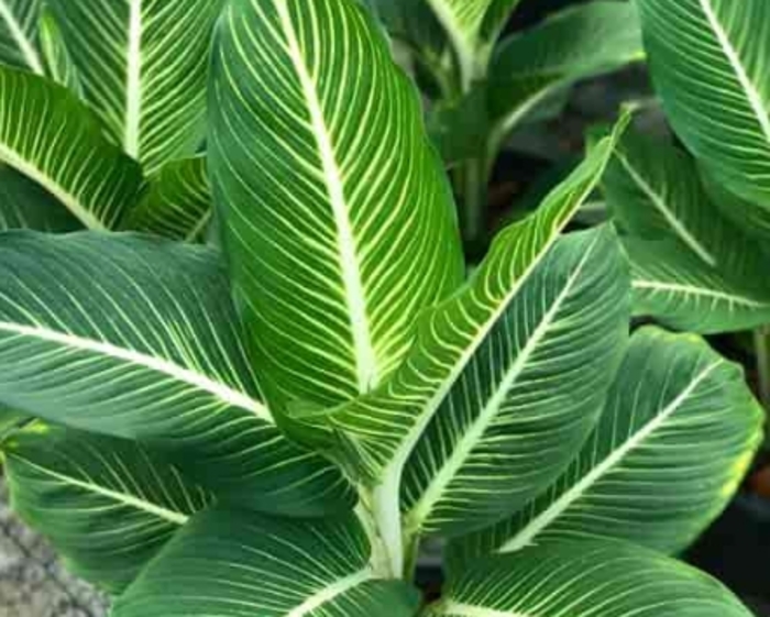 'Sterling' - Dieffenbachia seguine from Tidal Roots Garden Center 'Sterling' - Dieffenbachia seguine from Tidal Roots Garden Center