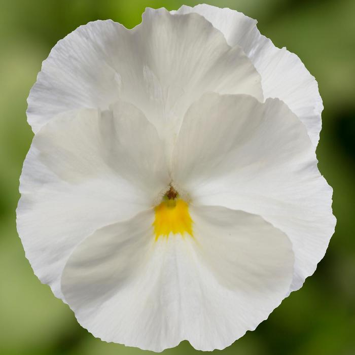 Delta™ Pro Clear White - Viola x wittrockiana (Pansy) from Tidal Roots Garden Center Delta™ Pro Clear White - Viola x wittrockiana (Pansy) from Tidal Roots Garden Center