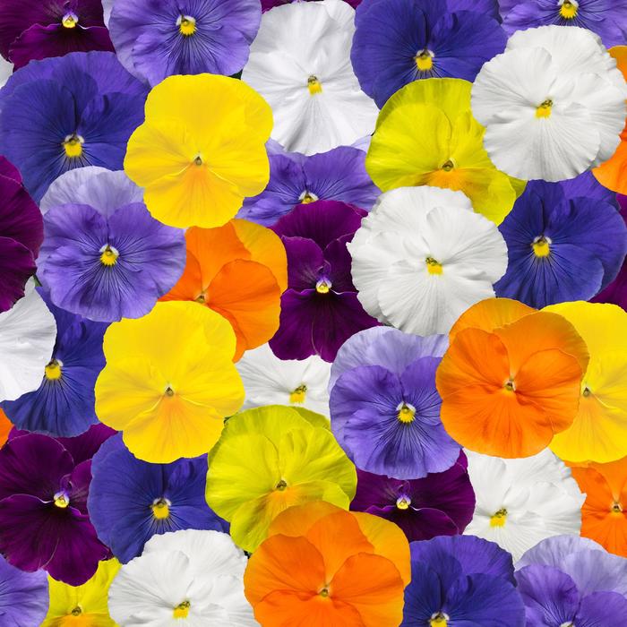 Delta™ Pro Clear Colors Mix - Viola x wittrockiana (Pansy) from Tidal Roots Garden Center Delta™ Pro Clear Colors Mix - Viola x wittrockiana (Pansy) from Tidal Roots Garden Center