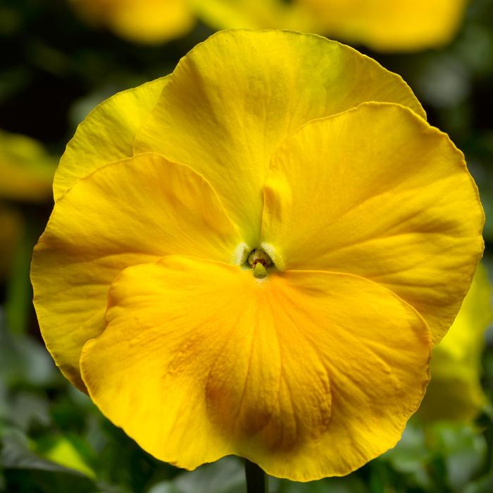 Delta™ Pro Clear Yellow - Viola x wittrockiana (Pansy) from Tidal Roots Garden Center Delta™ Pro Clear Yellow - Viola x wittrockiana (Pansy) from Tidal Roots Garden Center