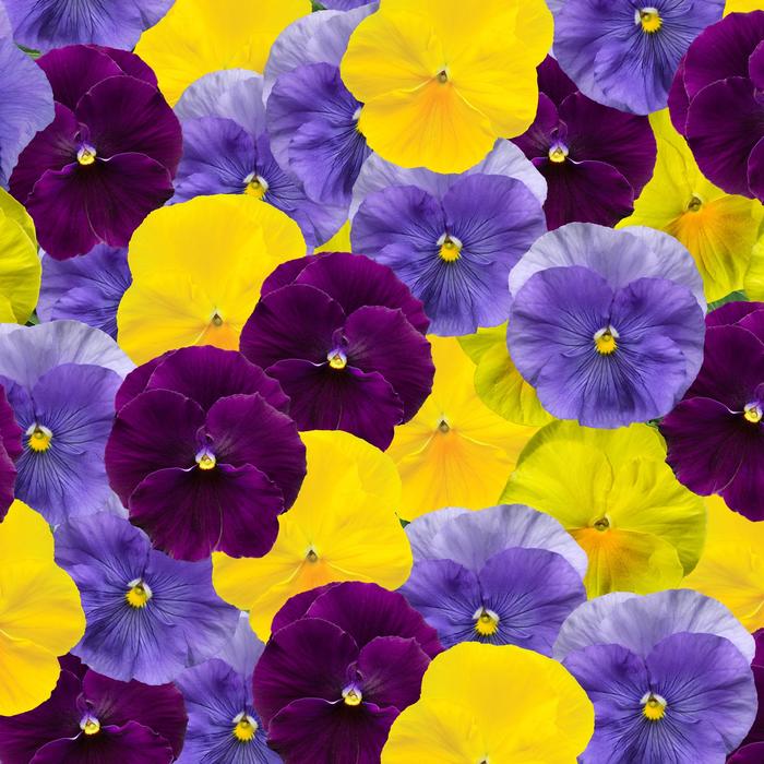 Delta™ Pro Tricolor Mix - Viola x wittrockiana (Pansy) from Tidal Roots Garden Center Delta™ Pro Tricolor Mix - Viola x wittrockiana (Pansy) from Tidal Roots Garden Center