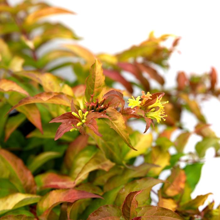 'Firefly™' Bush-honeysuckle - Diervilla splendens from Tidal Roots Garden Center 'Firefly™' Bush-honeysuckle - Diervilla splendens from Tidal Roots Garden Center