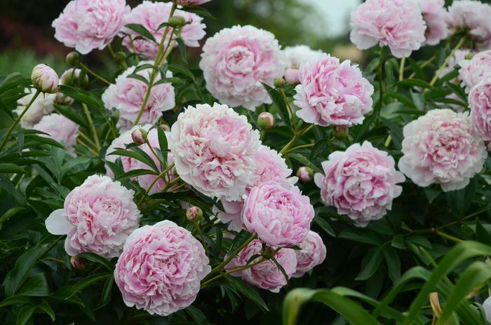 'Sarah Bernhardt' Peony - Paeonia lactiflora from Tidal Roots Garden Center 'Sarah Bernhardt' Peony - Paeonia lactiflora from Tidal Roots Garden Center