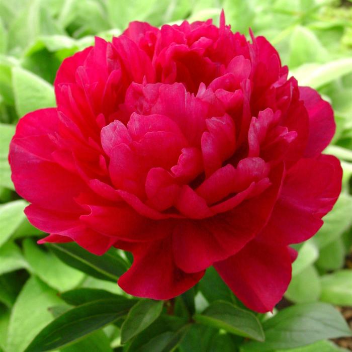 'Red Sarah Bernhardt' Peony - Paeonia lactiflora from Tidal Roots Garden Center 'Red Sarah Bernhardt' Peony - Paeonia lactiflora from Tidal Roots Garden Center