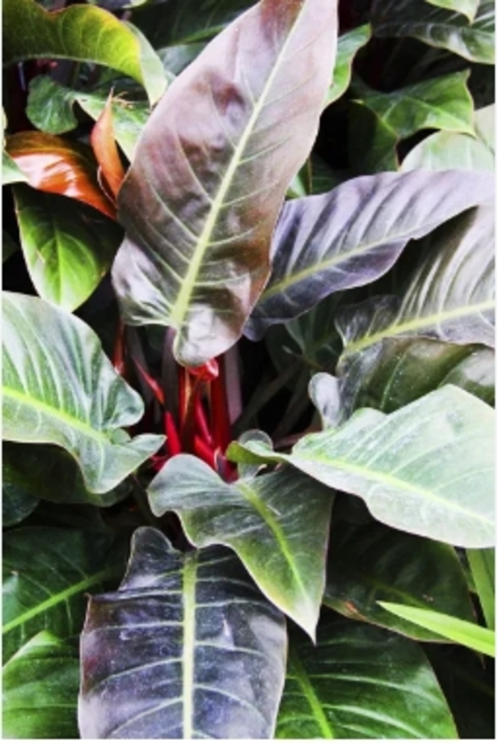 'Imperial Red' - Philodendron from Tidal Roots Garden Center 'Imperial Red' - Philodendron from Tidal Roots Garden Center