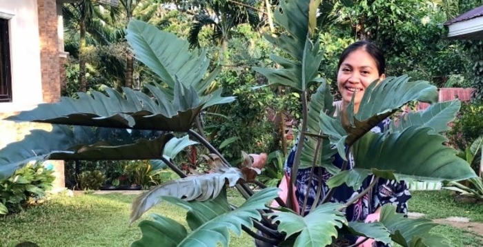 'Chocolate Empress' - Philodendron from Tidal Roots Garden Center 'Chocolate Empress' - Philodendron from Tidal Roots Garden Center