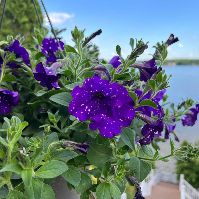 Headliner™ Night Sky - Petunia from Tidal Roots Garden Center Headliner™ Night Sky - Petunia from Tidal Roots Garden Center
