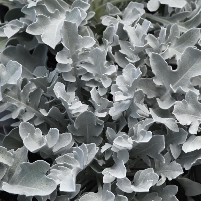 'Silver Swirl' Dusty Miller - Centaurea ragusina from Tidal Roots Garden Center 'Silver Swirl' Dusty Miller - Centaurea ragusina from Tidal Roots Garden Center