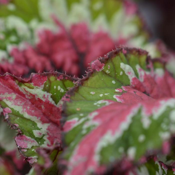 Shadow King® 'Strawberry Sherbert' - Begonia rex-cultorum (Rex Begonia) from Tidal Roots Garden Center Shadow King® 'Strawberry Sherbert' - Begonia rex-cultorum (Rex Begonia) from Tidal Roots Garden Center