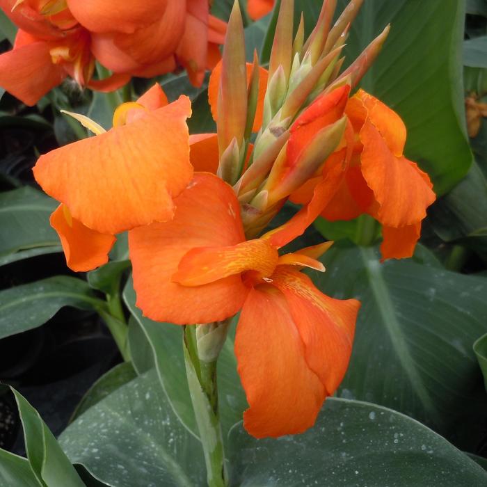 Cannova® 'Orange Shades' - Canna x generalis (Canna Lily) from Tidal Roots Garden Center Cannova® 'Orange Shades' - Canna x generalis (Canna Lily) from Tidal Roots Garden Center