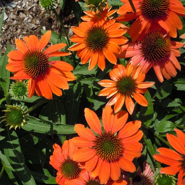 Artisan™ 'Soft Orange' - Echinacea (Coneflower) from Tidal Roots Garden Center Artisan™ 'Soft Orange' - Echinacea (Coneflower) from Tidal Roots Garden Center