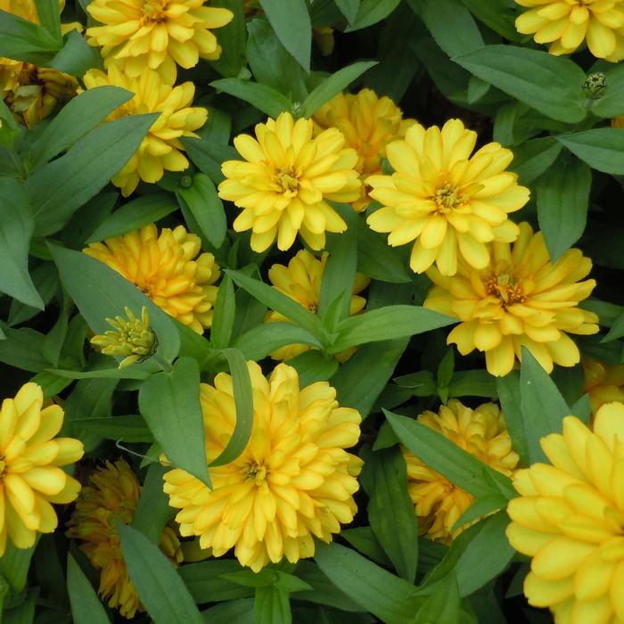 Zydeco™ Deep Yellow - Zinnia marylandica from Tidal Roots Garden Center