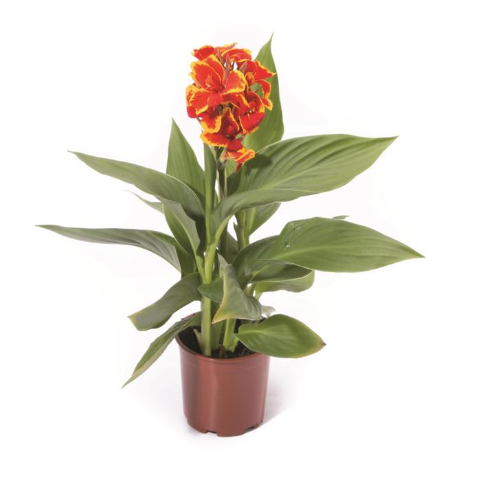 Cannova® 'Red Golden Flame' - Canna x generalis (Canna Lily) from Tidal Roots Garden Center Cannova® 'Red Golden Flame' - Canna x generalis (Canna Lily) from Tidal Roots Garden Center