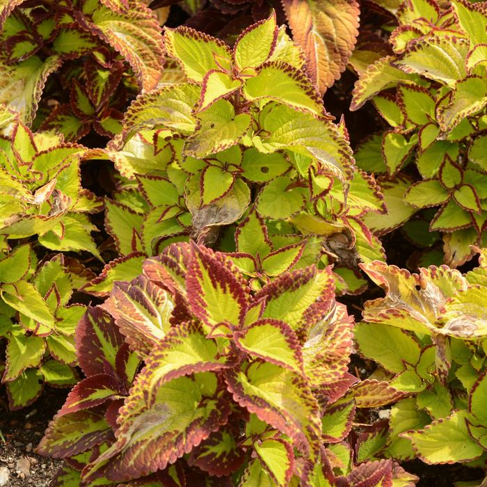 Stained Glassworks™ 'Velvet' - coleus from Tidal Roots Garden Center Stained Glassworks™ 'Velvet' - coleus from Tidal Roots Garden Center