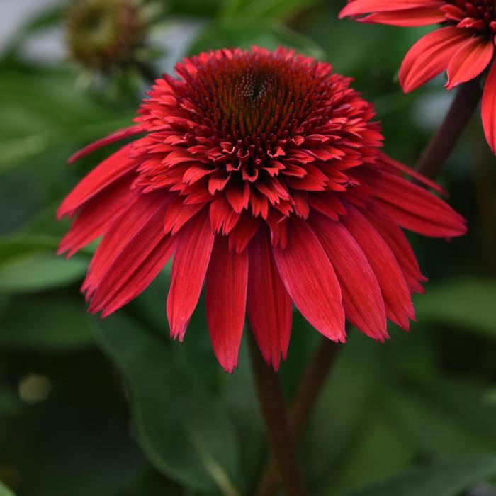 Double Scoop™ 'Strawberry Deluxe' - Echinacea (Coneflower) from Tidal Roots Garden Center Double Scoop™ 'Strawberry Deluxe' - Echinacea (Coneflower) from Tidal Roots Garden Center