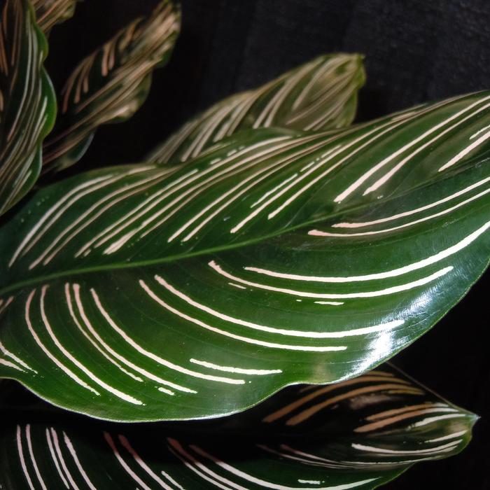 Pinstripe Plant - Calathea ornata from Tidal Roots Garden Center Pinstripe Plant - Calathea ornata from Tidal Roots Garden Center