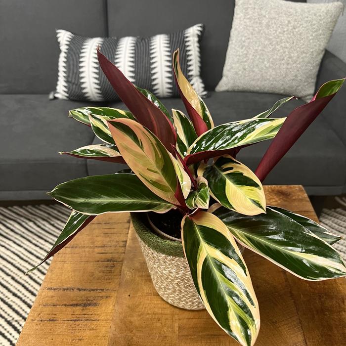 'Triostar (Tricolor)' - Stromanthe sanguinea from Tidal Roots Garden Center 'Triostar (Tricolor)' - Stromanthe sanguinea from Tidal Roots Garden Center